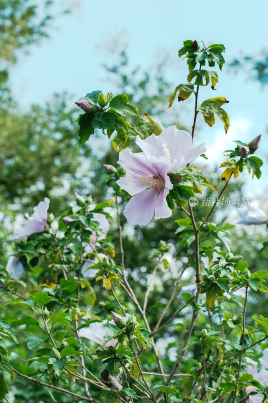 北京圆明园木槿花