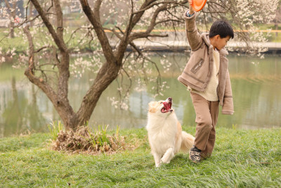 小男孩和宠物边境牧羊犬在草地上玩飞盘