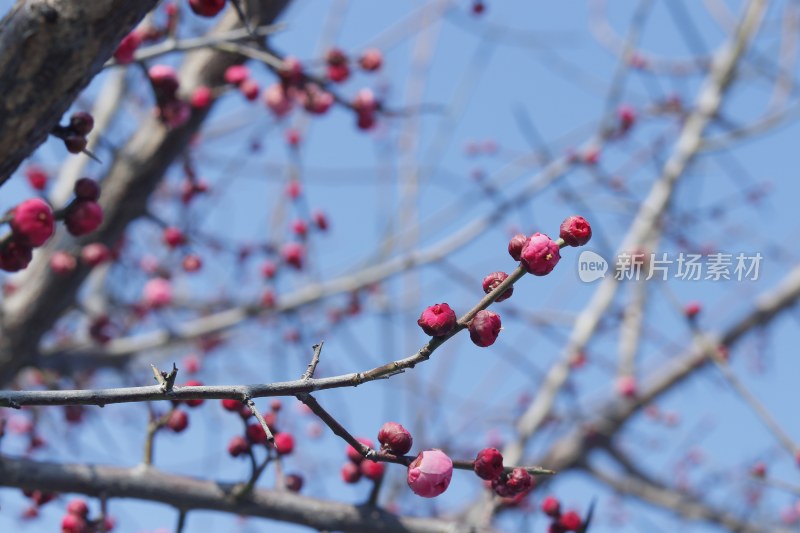 梅花 腊梅 红梅花