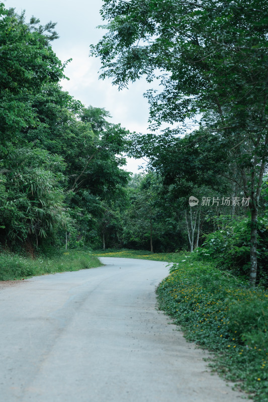 林中树木旁的公路