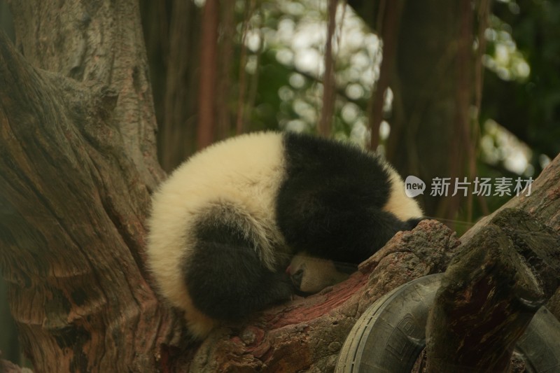 大熊猫幼崽在挂树上睡觉的可爱模样