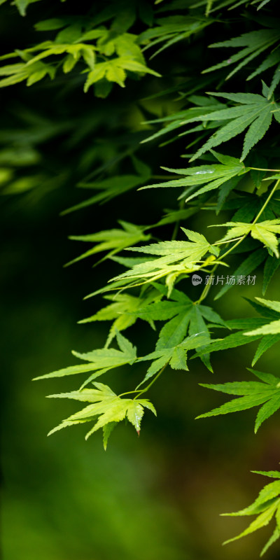 上海植物园红枫青枫特写