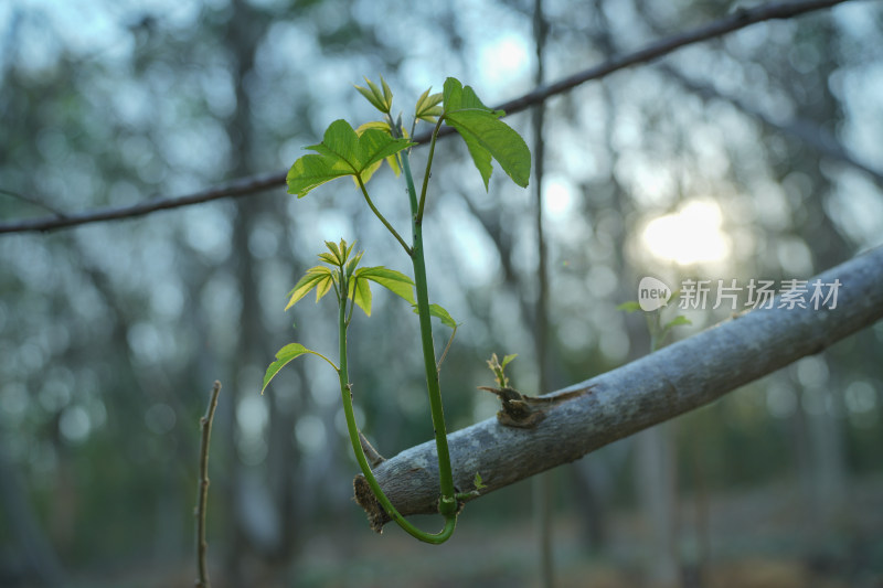 生长的植物叶子