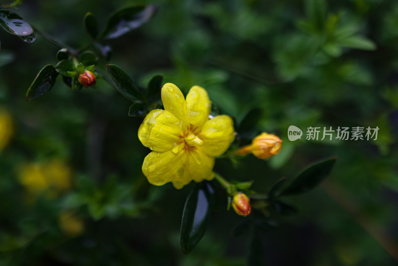 迎春花 春天 小黄花