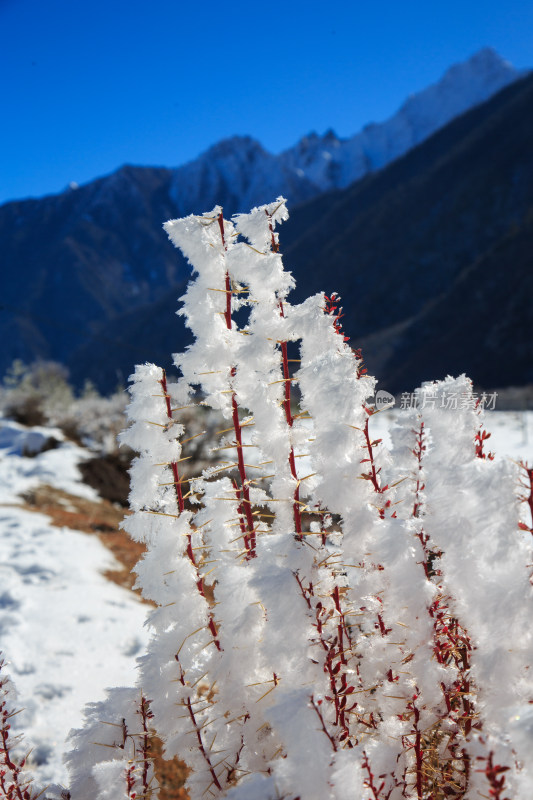 中国西藏地区冬季雾凇及雪绒花