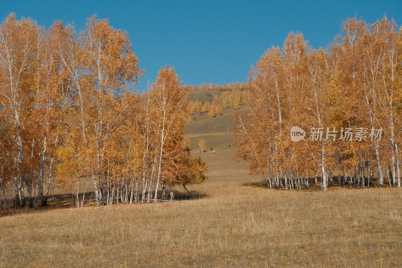 内蒙古秋景