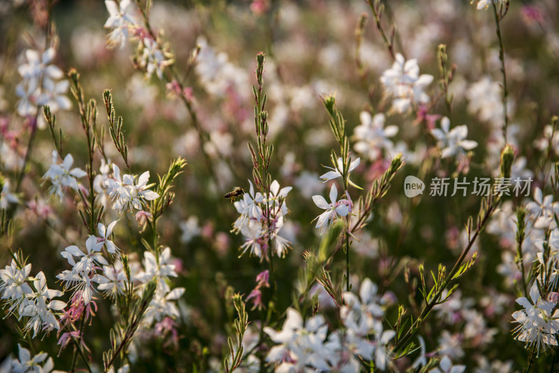 四季花卉盆景格桑花