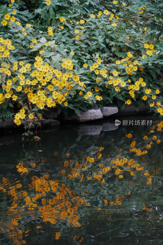 北京圆明园公园盛开的菊花