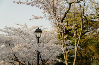 青岛中山公园樱花盛开