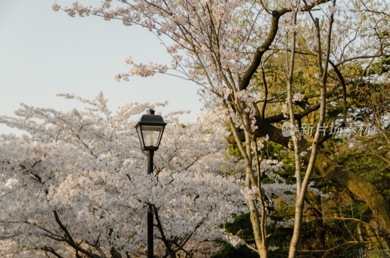 青岛中山公园樱花盛开