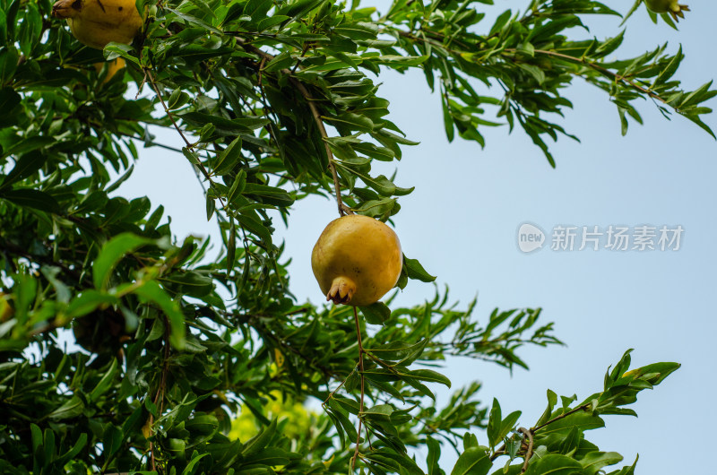 夏季的石榴树果实