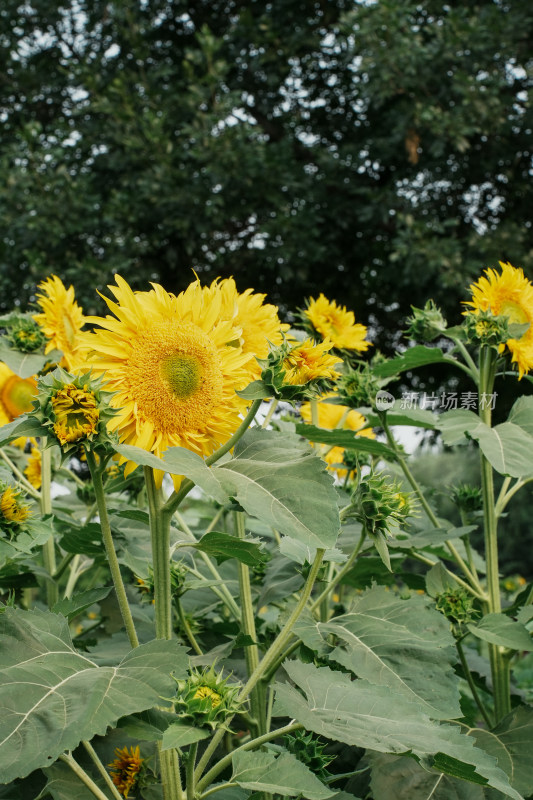 北京奥森公园向日葵