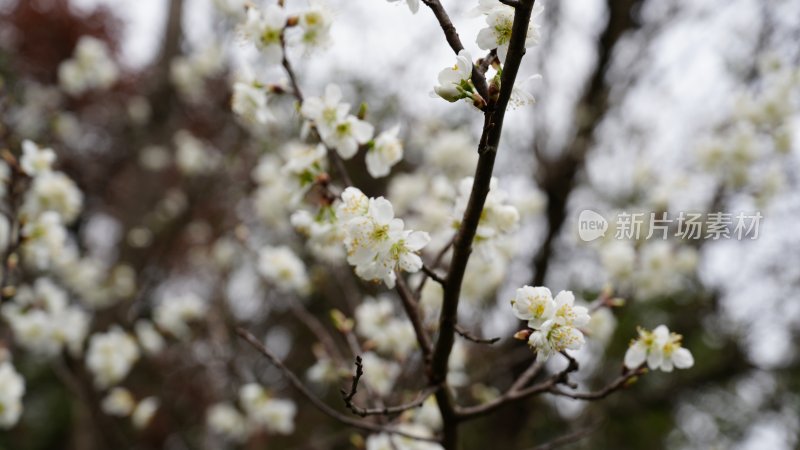 春天里, 花开终会是盛宴