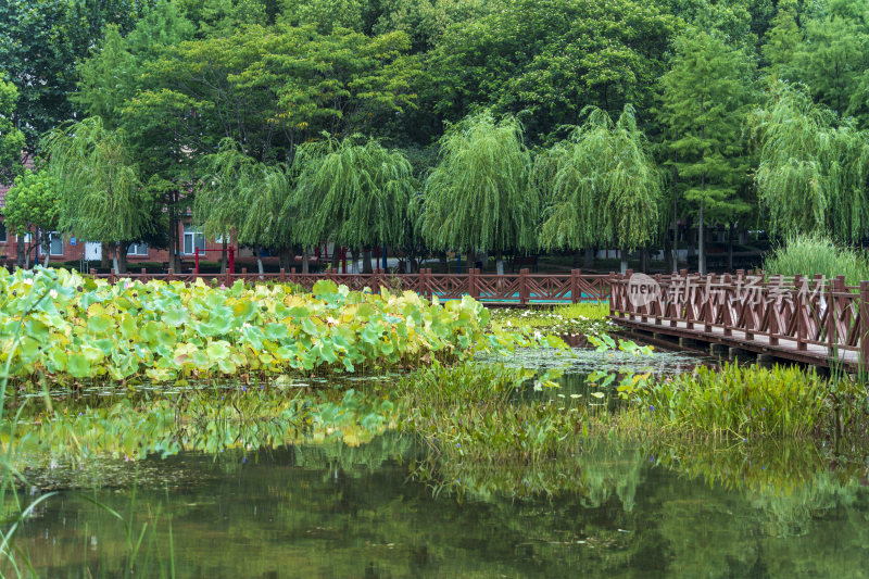 武汉关山荷兰风情园风景