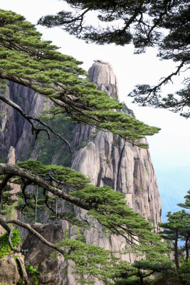 黄山天都峰迎客松