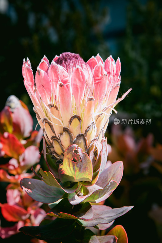 帝王花 山龙眼科帝王花属多年生常绿灌木植