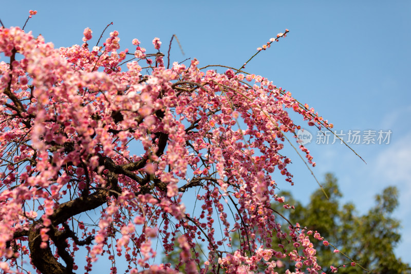 春天梅花龙梅树开花了