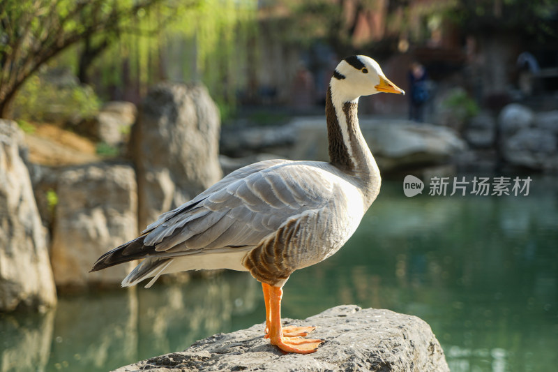 斑头雁鸭子站在岸边的岩石上