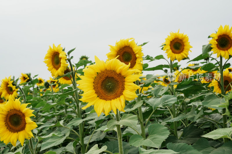 北京温榆河公园向日葵花田