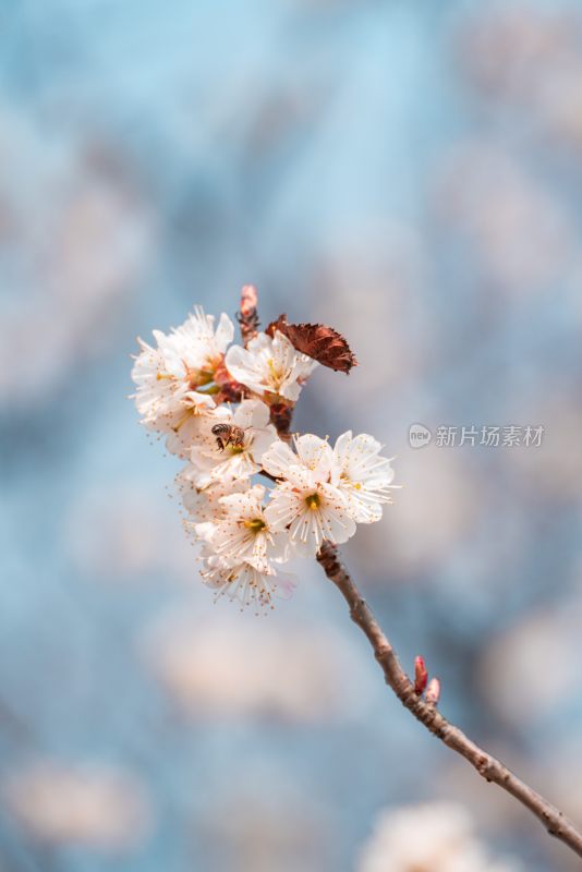 春季盛开的樱花