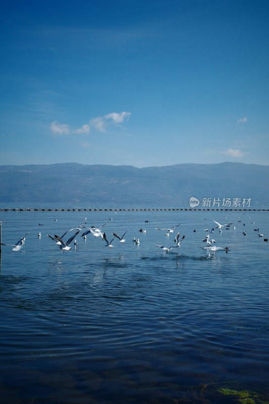 洱海上飞翔与浮游的西伯利亚海鸥