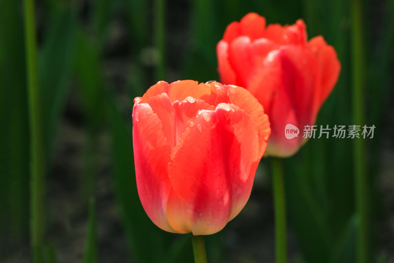 郁金香鲜花实拍背景