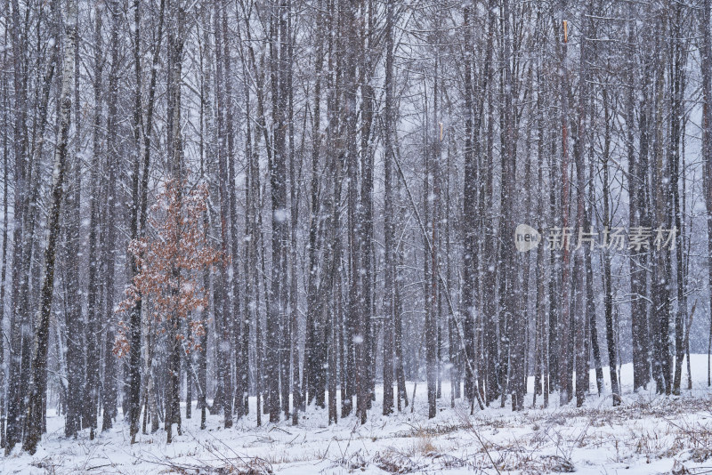 白雪覆盖的长白山