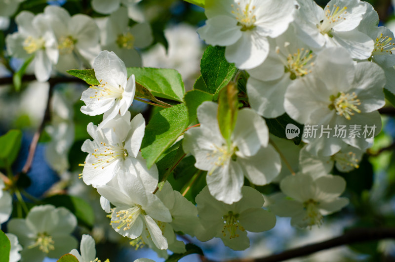 白色海棠花