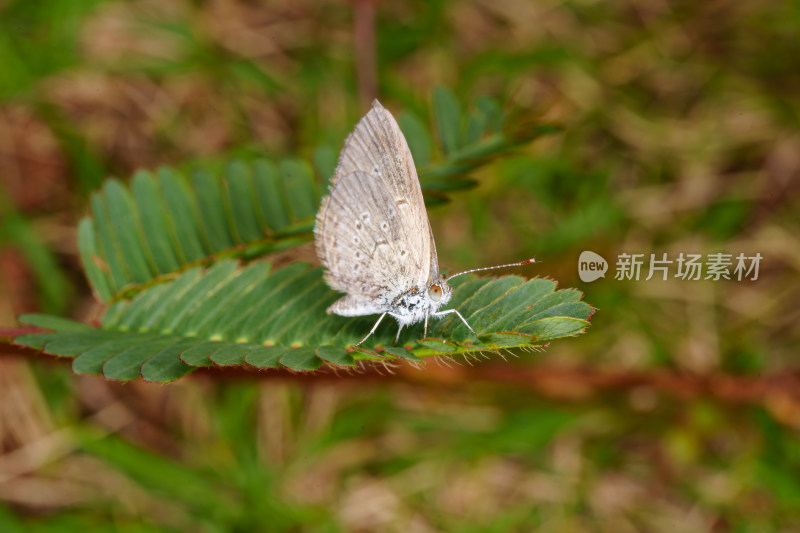 绿叶上停留着一只翅膀带蓝紫色的蝴蝶