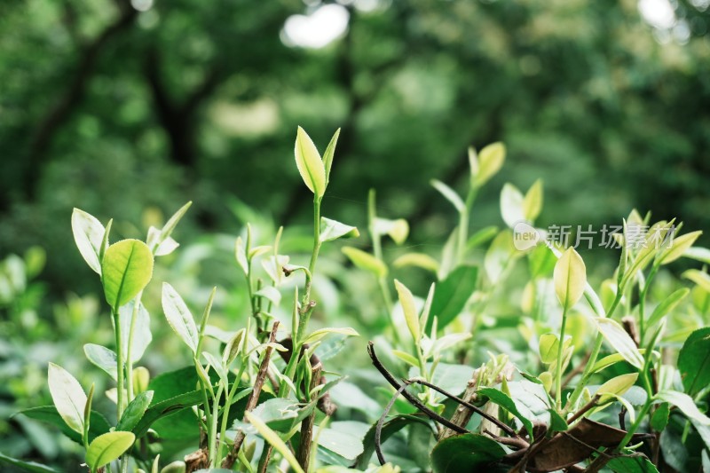 茶树茶叶茶芽