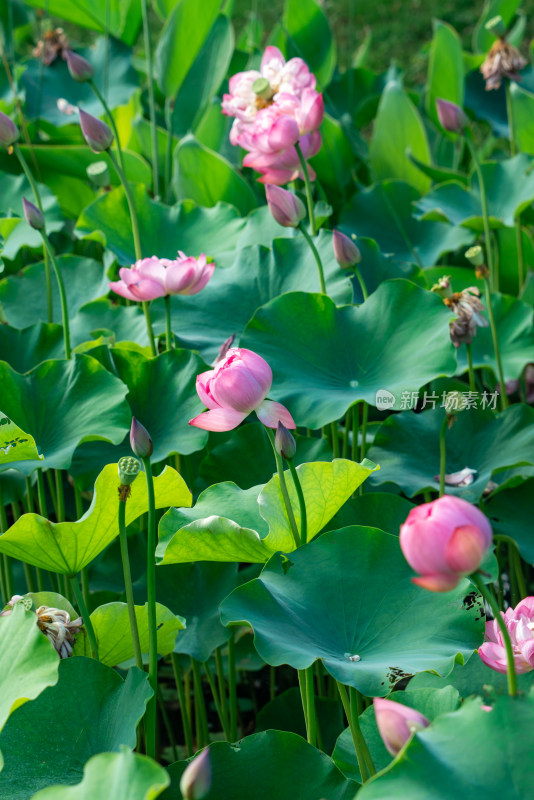 夏天池塘的荷花