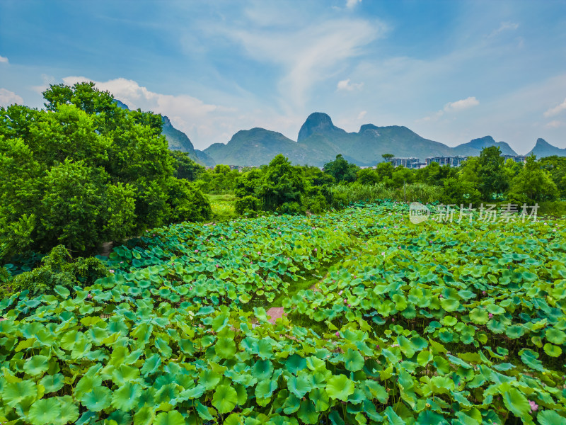 桂林的夏季荷塘风光