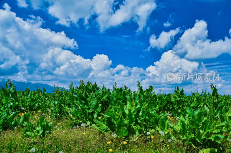 新疆伊犁那拉提草原旅游景区山脉自然风光