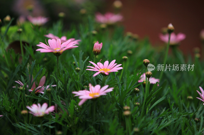 草丛中粉色雏菊花海的美丽景象