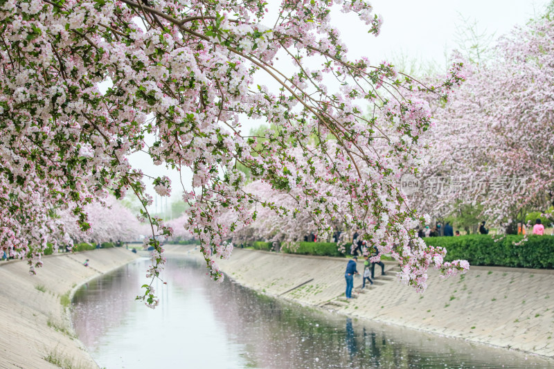 北京元大都春天的海棠花溪