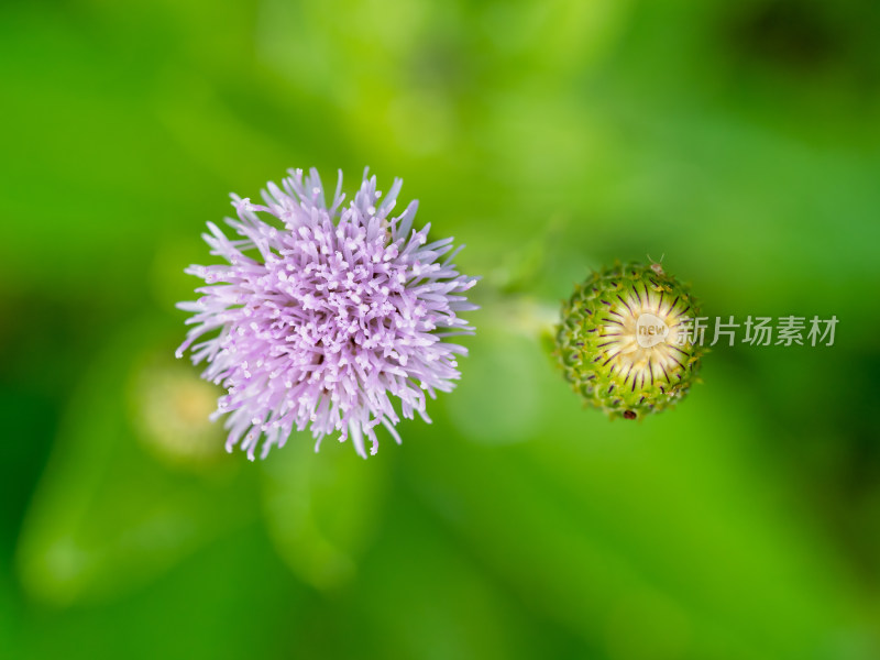 春天野外的小蓟草开花