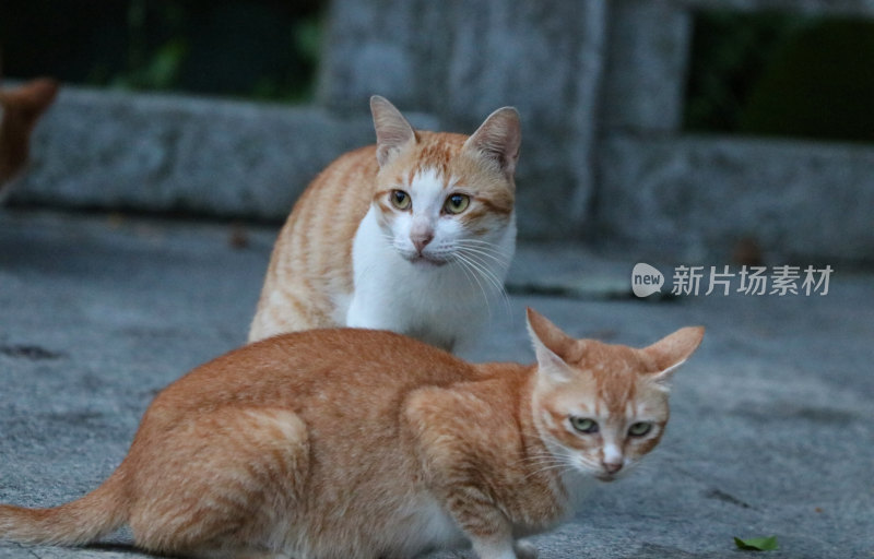 深圳凤凰山的流浪猫