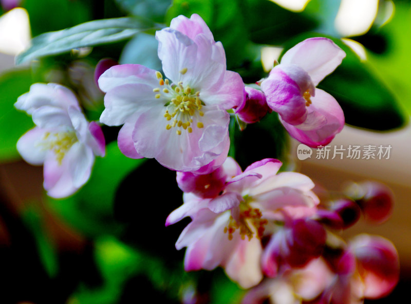 盛开的花朵