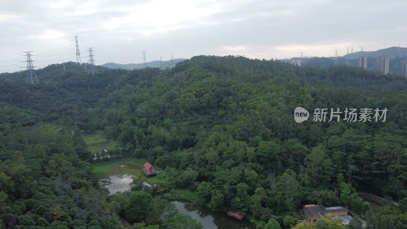 广东东莞：黄江镇黄牛埔森林公园深秋景致