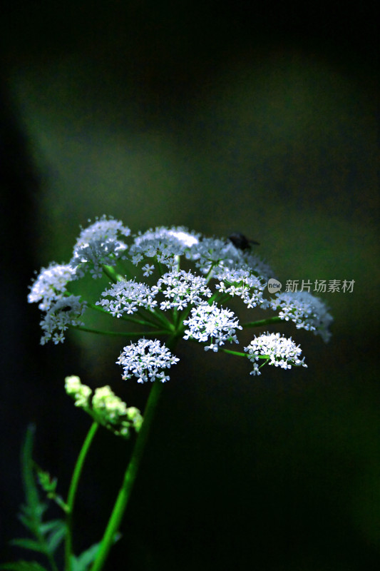 夏塔新疆伊犁草原的牛马和风