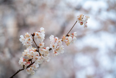 春天樱花