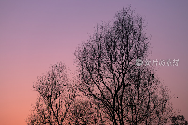 夕阳下的枯枝树木