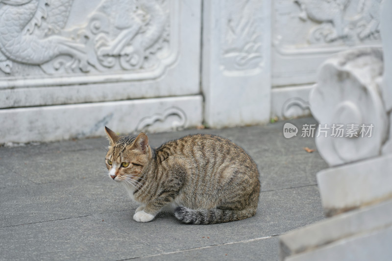 柳州文庙，古建筑与猫