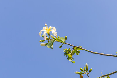 白色异木棉花