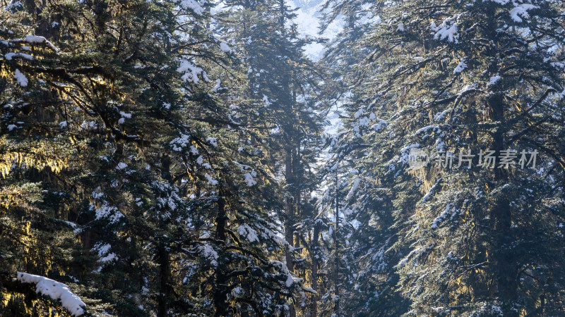 四川甘孜海螺沟冬季森林植被的雪景