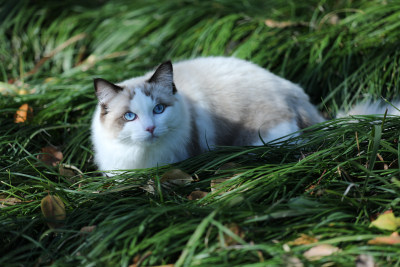 一片绿色草丛里的布偶猫