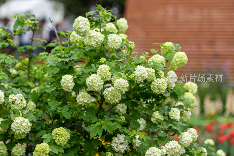 木绣球花