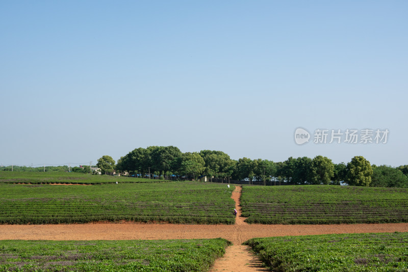 春天茶园采茶