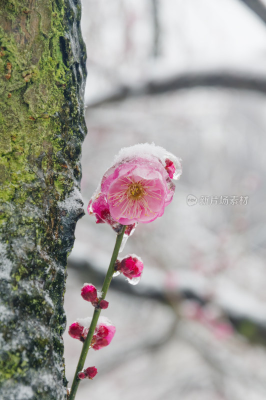 武汉东湖梅园雪中梅花盛开