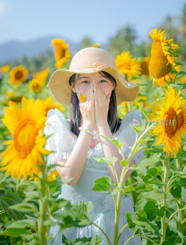 海南三亚向日葵花田里拍照的美女